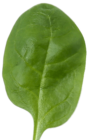 PureSpoon
